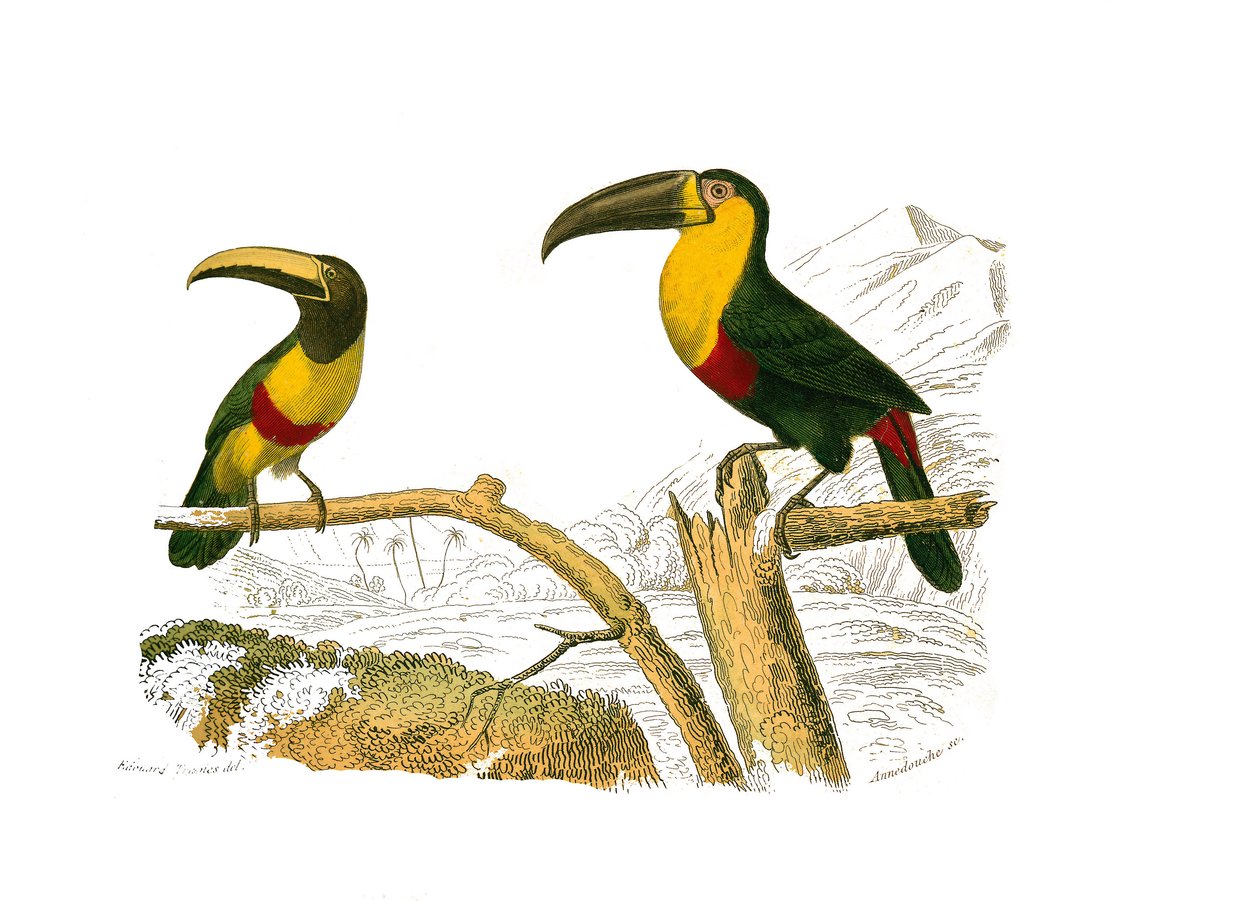 Naturhistorisk bestyrelse: Zoologisk bestyrelse, der repræsenterer klatrere. Grigri aracari og gulstrubet tukan. Tallerken tegnet fra de ni bind om fugle i "" Works complete of Buffon""" skrevet af naturforskeren Georges Louis Leclerc, greve af Buffon (170 af Edouard Travies