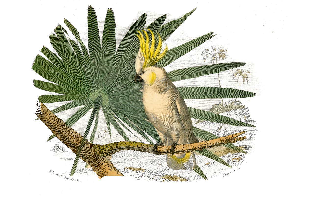 Naturhistorisk bestyrelse: Zoologisk bestyrelse, der repræsenterer klatrere. Kakatoerne har gul hupe. Plade tegnet fra de ni bind om fugle i "" Works complete of Buffon""" skrevet af naturforsker Georges Louis Leclerc, greve af Buffon (1707-1788) mellem 17 af Edouard Travies