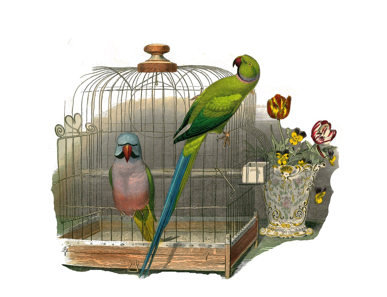 Naturhistorisk bestyrelse: Zoologisk bestyrelse, der repræsenterer klatrere. Parakitten har overskæg og parakitten har en pink halskæde. Tallerken tegnet fra de ni bind om fugle i "Works complete of Buffon" skrevet af naturforsker Georges Louis Leclerc, gr af Edouard Travies