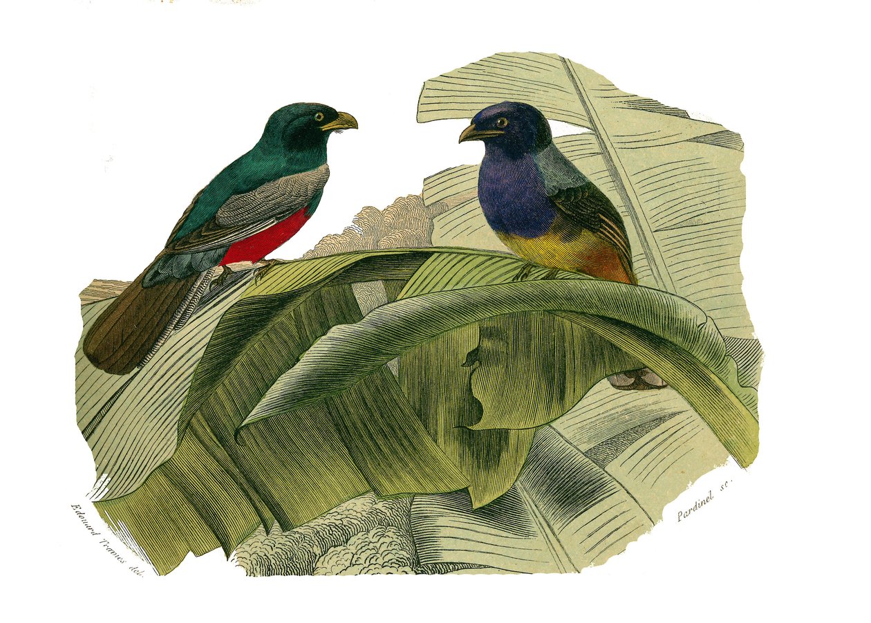 Naturhistorisk bestyrelse: Zoologisk bestyrelse, der repræsenterer klatrere. Den røde mave og den gule mave. Tavle tegnet fra de ni bind om fugle i "" Works complete of Buffon""" skrevet af naturforsker Georges Louis Leclerc, greve af Buffon (1707-1788) me af Edouard Travies