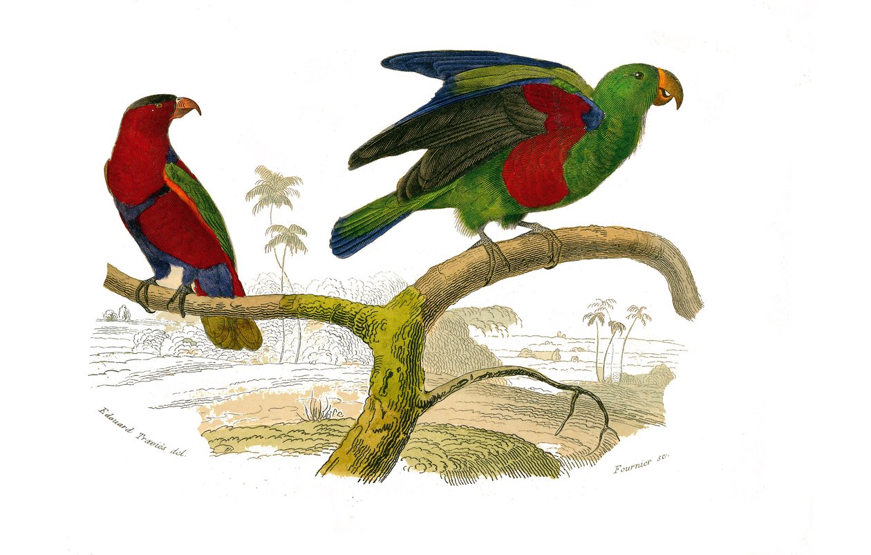 Naturhistorisk bestyrelse: Zoologisk bestyrelse, der repræsenterer klatrere. Den tricolor lori og den grønne papegøje. Tallerken tegnet fra de ni bind om fugle i "" Works complete of Buffon""" skrevet af naturforsker Georges Louis Leclerc, greve af Buffon  af Edouard Travies