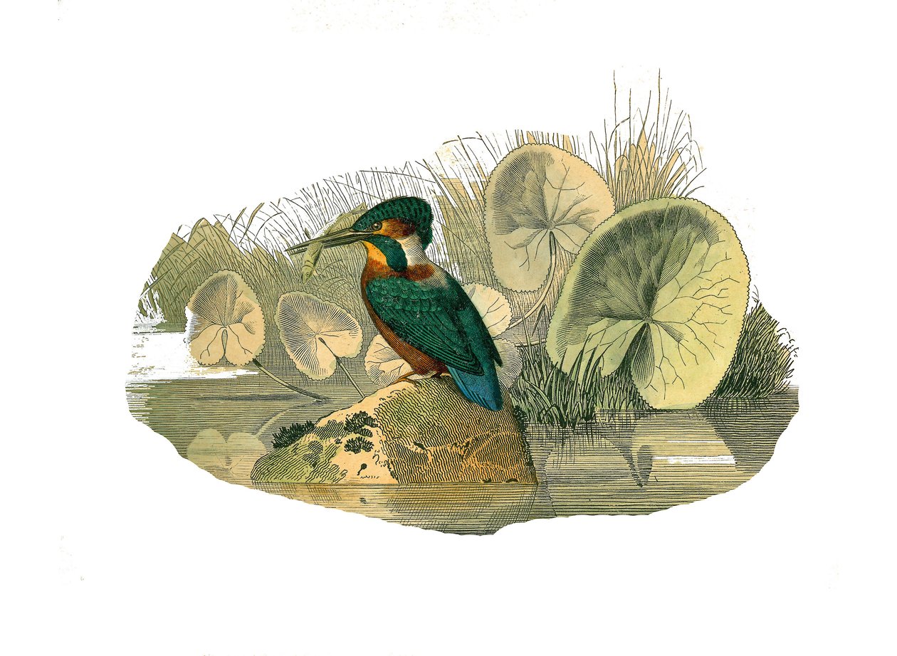 Natural History Board: Zoologisk tavle, der repræsenterer syndactyl spurvefugle (har to eller flere sodavandsfingre sammen). Isfuglen. Plade tegnet fra de ni bind om fugle i "" Works complete of Buffon""" skrevet af naturforsker Georges Louis Leclerc, af Edouard Travies