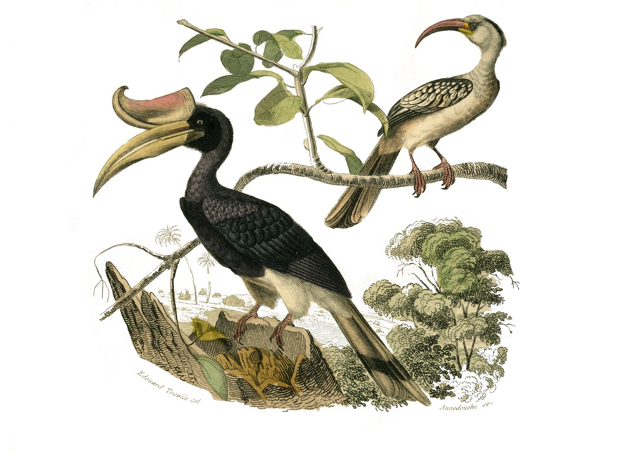 Natural History Board: Zoologisk bestyrelse, der repræsenterer syndaktyl spurvefugle af Edouard Travies