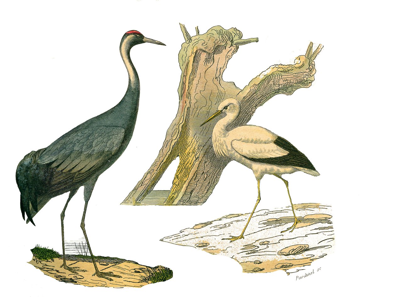Naturhistorisk Nævn: Zoologisk bestyrelse, der repræsenterer vandfugle og kultrirostre (med store, lange og stærke næb): trane og stork. Plade tegnet fra de ni bind om fugle i "" Works complete of Buffon""" skrevet af naturforsker Georges Louis Leclerc, af Edouard Travies