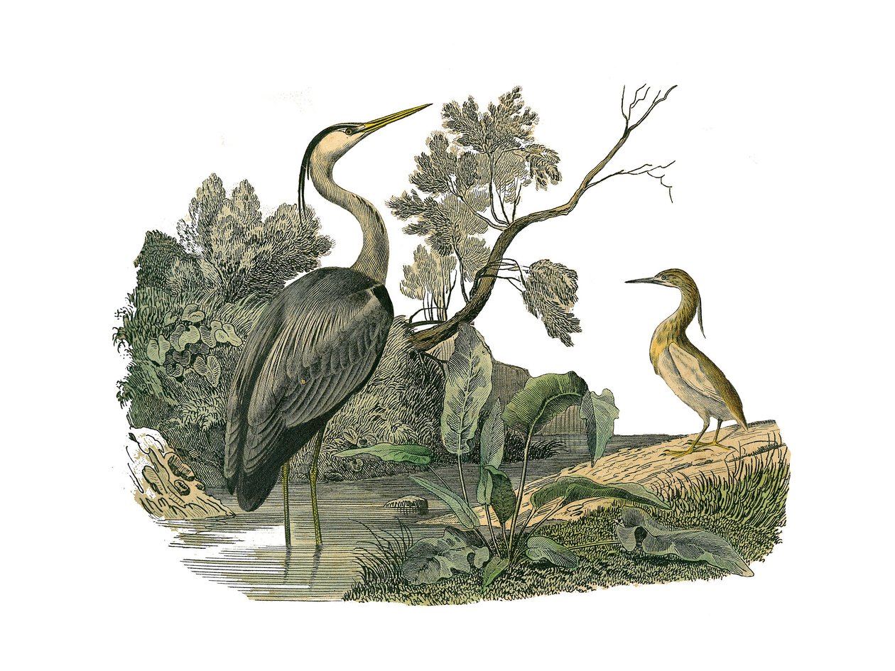 Naturhistorisk nævn: Zoologisk nævn, der repræsenterer vandfugle og kultrige vadefugle (med store, lange og stærke næb): hejre og krabbe. Tallerken tegnet fra de ni bind om fugle i "" Works complete of Buffon""" skrevet af naturforsker Georges Louis af Edouard Travies