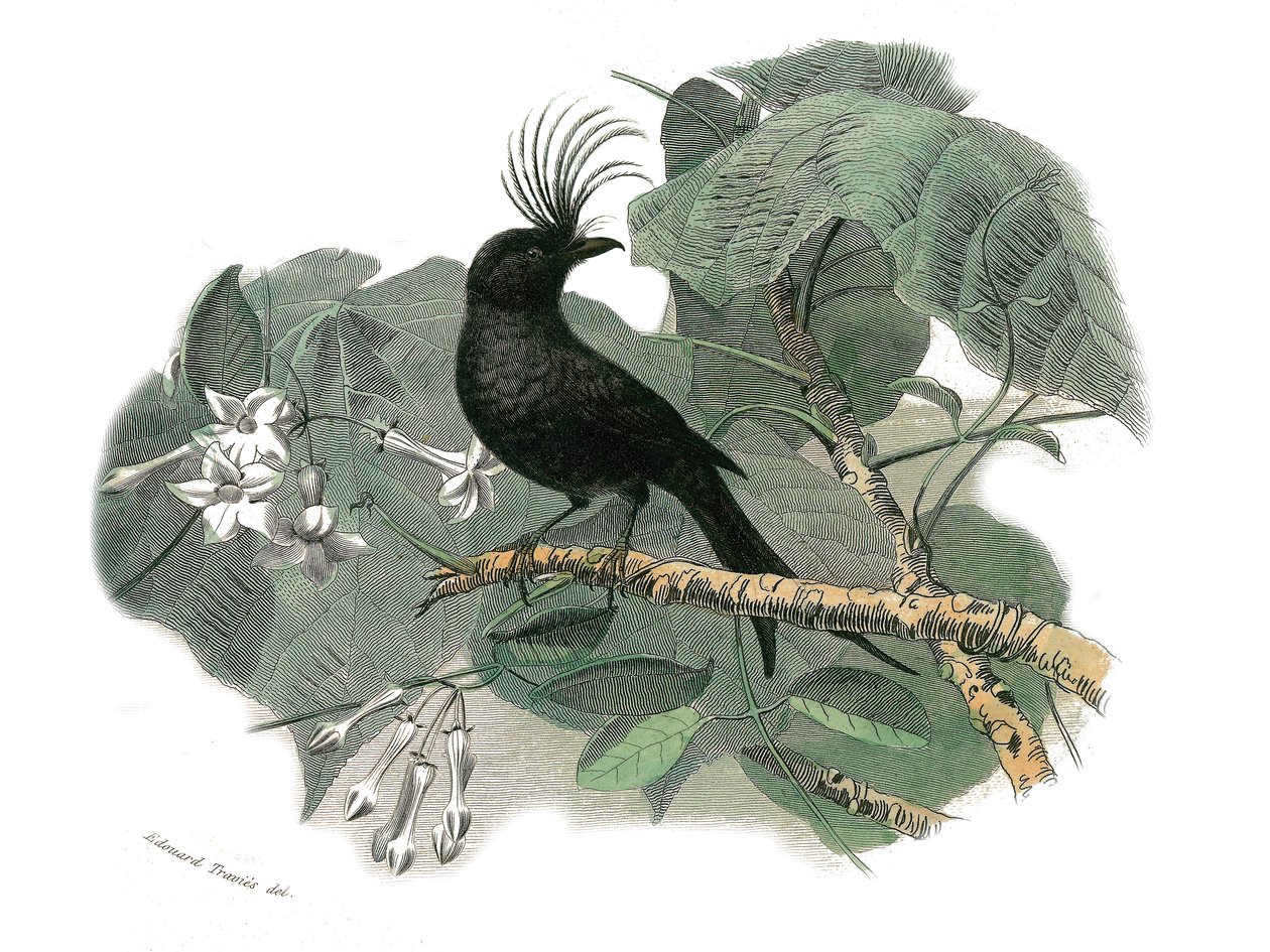 Naturhistorisk plade: Zoologisk tavle, der repræsenterer dentirostroøse spurvefugle (med echancre). Drongoen. Tavle tegnet fra de ni bind om fugle i "" Works complete of Buffon""" skrevet af naturforsker Georges Louis Leclerc, greve af Buffon (1707-1788) af Edouard Travies