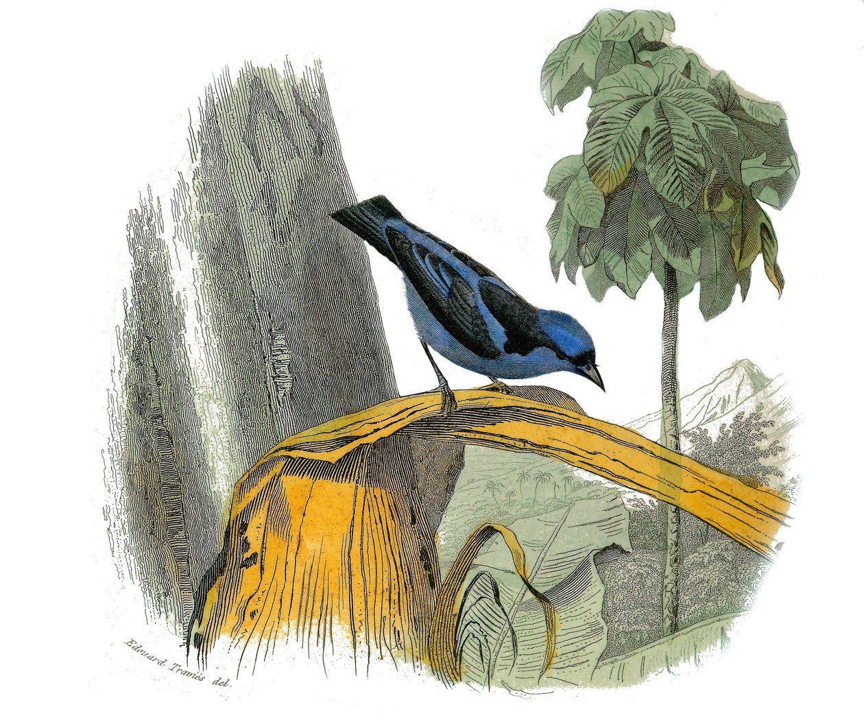 Naturhistorisk plade: Zoologisk tavle, der repræsenterer dentirostroøse spurvefugle (med echancre). Den blå pitpit. Tavle tegnet fra de ni bind om fugle i "" Works complete of Buffon""" skrevet af naturforskeren Georges Louis Leclerc, greve af Buffon (1707 af Edouard Travies
