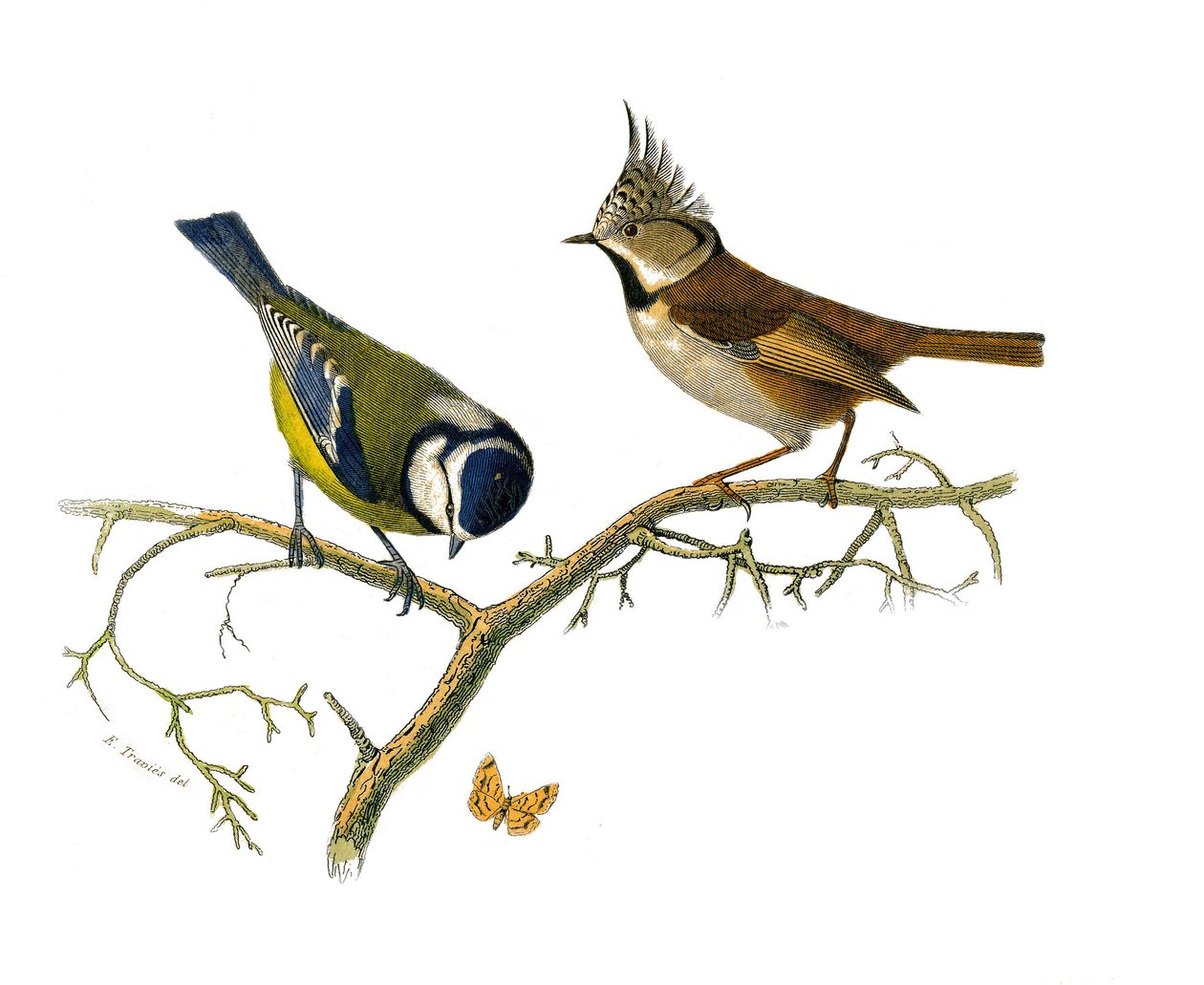 Naturhistorisk plade: Zoologisk tavle, der repræsenterer dentirostroøse spurvefugle (med echancre). Den blå mesange og huppee mesange. Tallerken tegnet fra de ni bind om fugle i "" Works complete of Buffon""" skrevet af naturforsker Georges Louis Leclerc af Edouard Travies