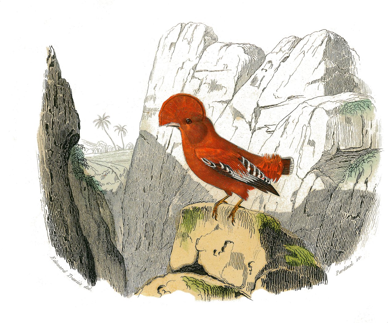 Naturhistorisk plade: Zoologisk tavle, der repræsenterer dentirostroøse spurvefugle (med echancre). Hanen. Tavle tegnet fra de ni bind om fugle i "" Works complete of Buffon""" skrevet af naturforsker Georges Louis Leclerc, greve af Buffon (1707-1788) af Edouard Travies