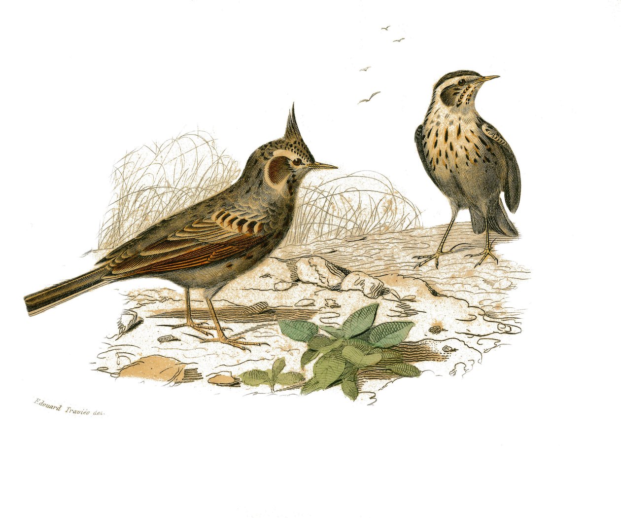 Naturhistorisk plade: Zoologisk tavle, der repræsenterer dentirostroøse spurvefugle (med echancre). Cochevis