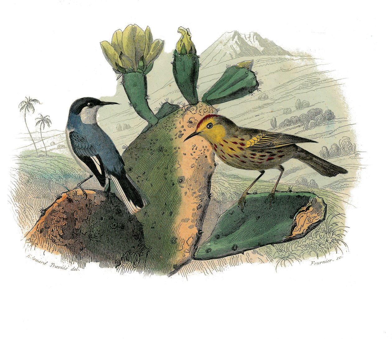 Naturhistorisk plade: Zoologisk tavle, der repræsenterer dentirøs spurvefugle af Edouard Travies