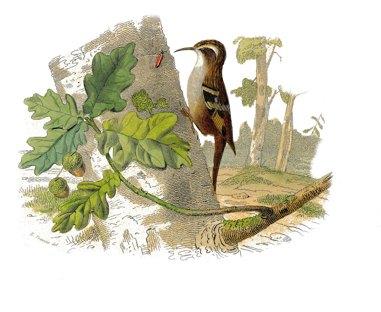 Naturhistorisk plade: Zoologisk tavle, der repræsenterer dentirøs spurvefugle af Edouard Travies