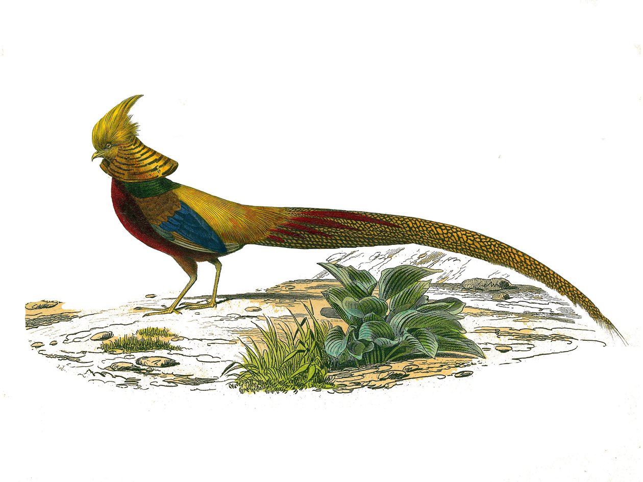 Naturhistorisk plade: Zoologisk tavle, der repræsenterer gallinacer: den kinesiske dore-fasan. Plade tegnet fra de ni bind om fugle i "" Works complete of Buffon""" skrevet af naturforskeren Georges Louis Leclerc, greve af Buffon (1707-1788) mellem 1749 a. af Edouard Travies