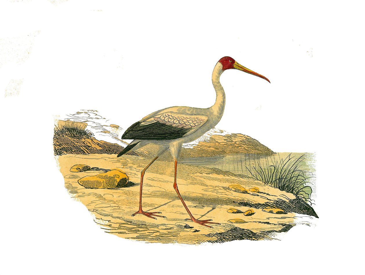 Naturhistorisk plade: Zoologisk tavle, der repræsenterer de langstrakte chassiere (med lange og slanke næb): Den Hvide Ibis. Tavle tegnet fra de ni bind om fugle i "" Works complete of Buffon""" skrevet af naturforsker Georges Louis Leclerc, greve af af Edouard Travies