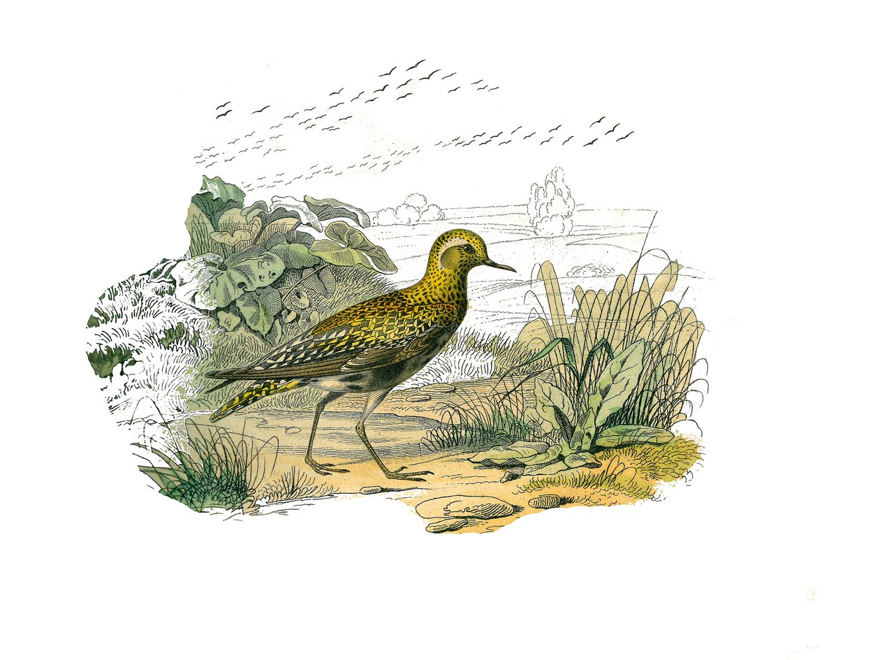Naturhistorisk plade: Zoologisk tavle, der repræsenterer de langsgående vadefugle (lang og mager næb): Guldhøsten. Tallerken tegnet fra de ni bind om fugle i "" Works complete of Buffon""" skrevet af naturforsker Georges Louis Leclerc, greve af Buffon af Edouard Travies