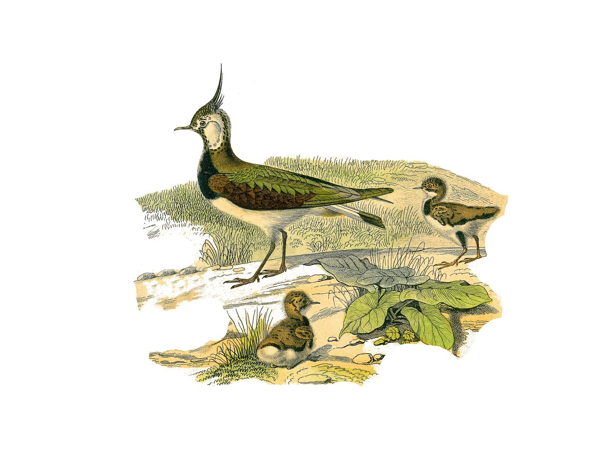 Naturhistorisk plade: Zoologisk tavle, der repræsenterer de langstrakte vadefugle (med lange og magre næb): lammet og dets unger. Tallerken tegnet fra de ni bind om fugle i "" Works complete of Buffon""" skrevet af naturforsker Georges Louis Leclerc, Coun af Edouard Travies