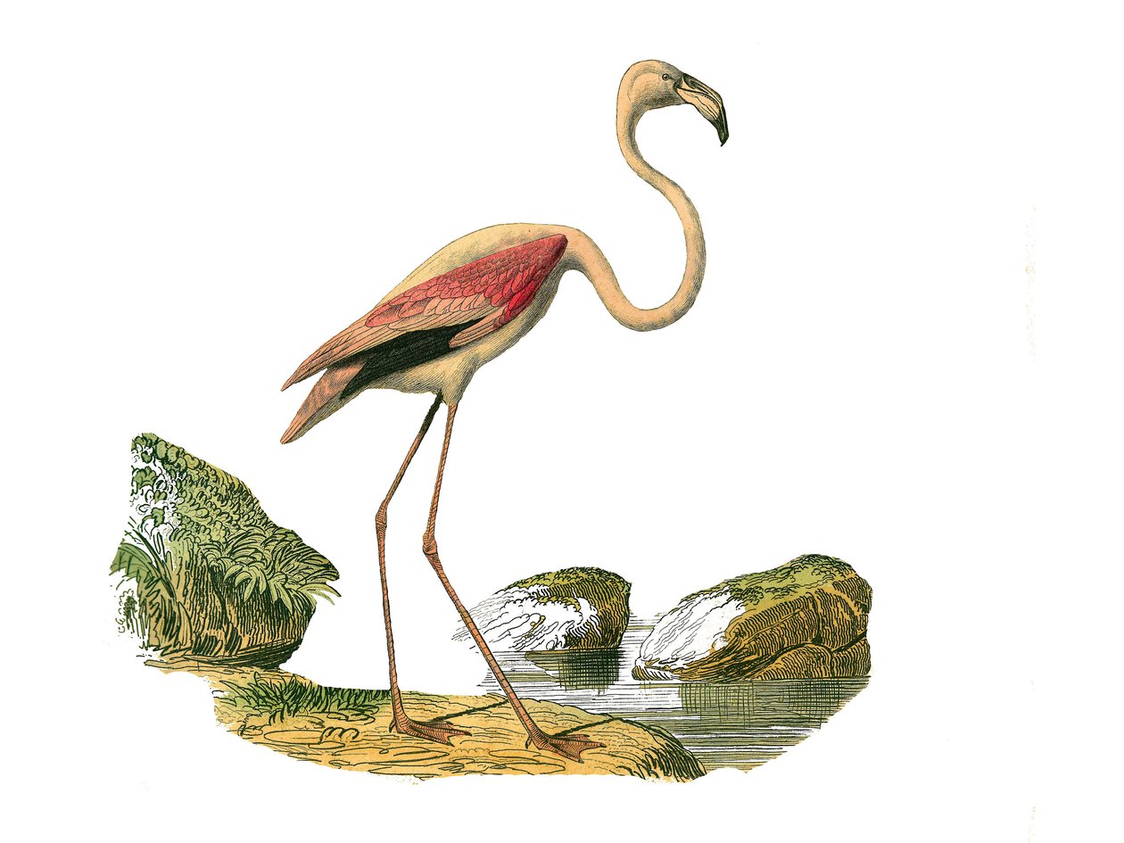 Naturhistorisk plade: Zoologisk tavle, der repræsenterer de langstrakte vadefugle (med en lang og mager næb): den lyserøde flamingo. Tavle tegnet fra de ni bind om fugle i "" Works complete of Buffon""" skrevet af naturforsker Georges Louis Leclerc, greve  af Edouard Travies