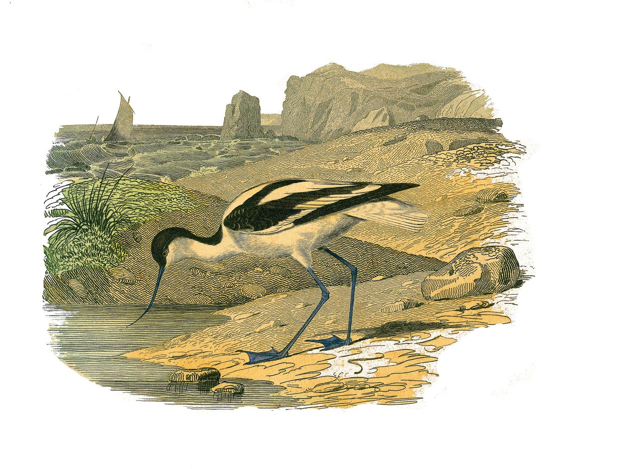 Naturhistorisk plade: Zoologisk tavle, der repræsenterer de langsgående vadefugle af Edouard Travies