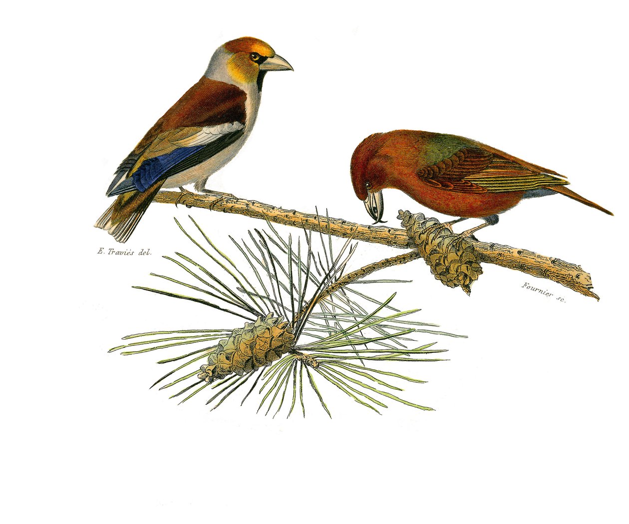 Naturhistorisk tavle: Zoologisk tavle, der repræsenterer konirostro spurvefugle (kegleformet næb). Stor næb (Grosbeak) og Cross næb (Crossbill). Tallerken tegnet fra de ni bind om fugle i "" Works complete of Buffon""" skrevet af naturforsker Georges Louis af Edouard Travies