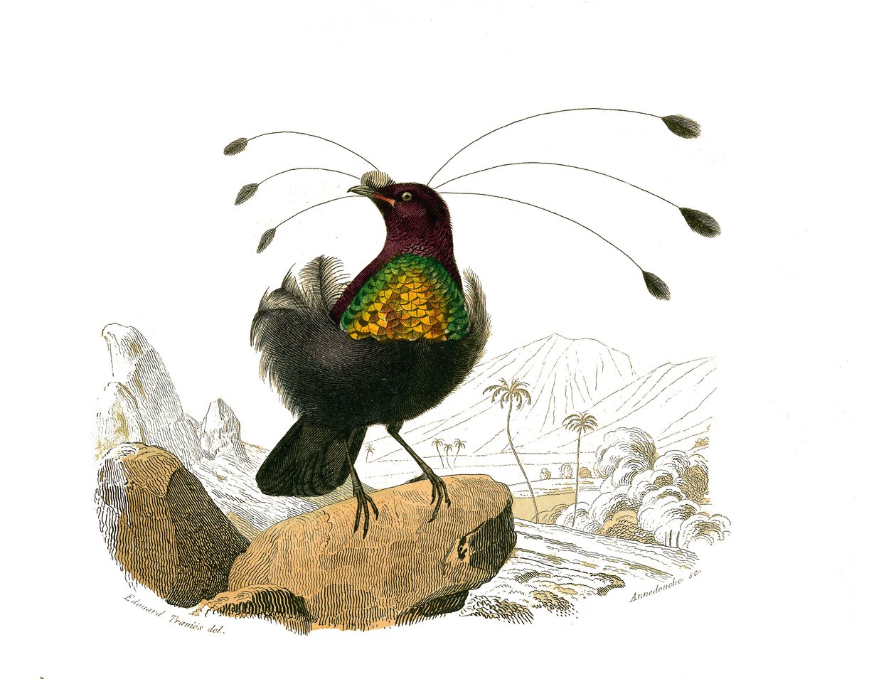 Naturhistorisk tavle: Zoologisk tavle, der repræsenterer konirostro spurvefugle (kegleformet næb). Sifileten. Tavle tegnet fra de ni bind om fugle i "" Works complete of Buffon""" skrevet af naturforsker Georges Louis Leclerc, greve af Buffon (1707-1788) af Edouard Travies