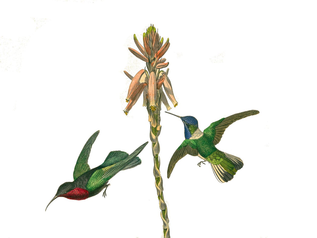 Naturhistorisk tavle: Zoologisk tavle, der repræsenterer konirostro spurvefugle (kegleformet næb). Granat kolibri og jakobinsk fluefugl. Plade tegnet fra de ni bind om fugle i "" Works complete of Buffon""" skrevet af naturforsker Georges Louis Leclerc, af Edouard Travies