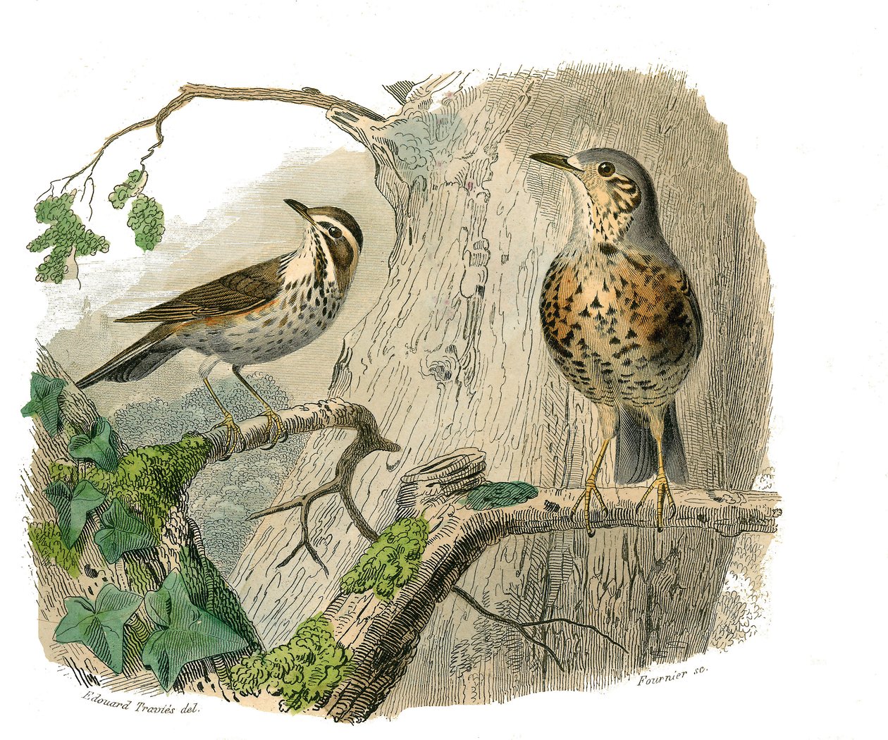 Naturhistorisk tavle: Zoologisk tavle, der repræsenterer konirostro spurvefugle (kegleformet næb). Det forbandede og dræner. Tallerken tegnet fra de ni bind om fugle i "" Works complete of Buffon""" skrevet af naturforskeren Georges Louis Leclerc, greve af af Edouard Travies