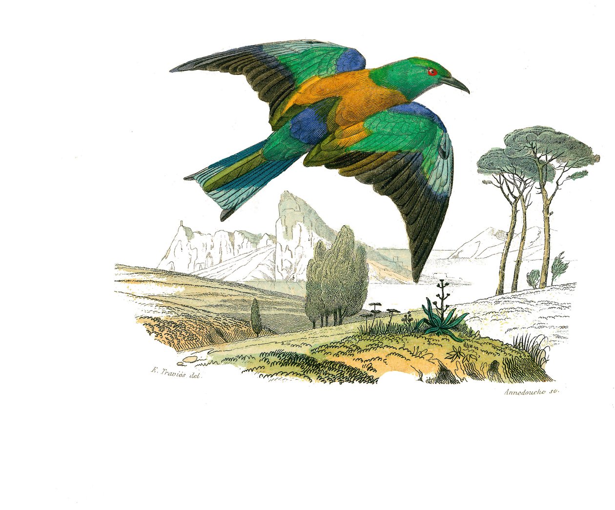 Naturhistorisk tavle: Zoologisk tavle, der repræsenterer konirostro spurvefugle (kegleformet næb). Europas Rollier. Tallerken tegnet fra de ni bind om fugle i "" Works complete of Buffon""" skrevet af naturforskeren Georges Louis Leclerc, greve af Buffon ( af Edouard Travies