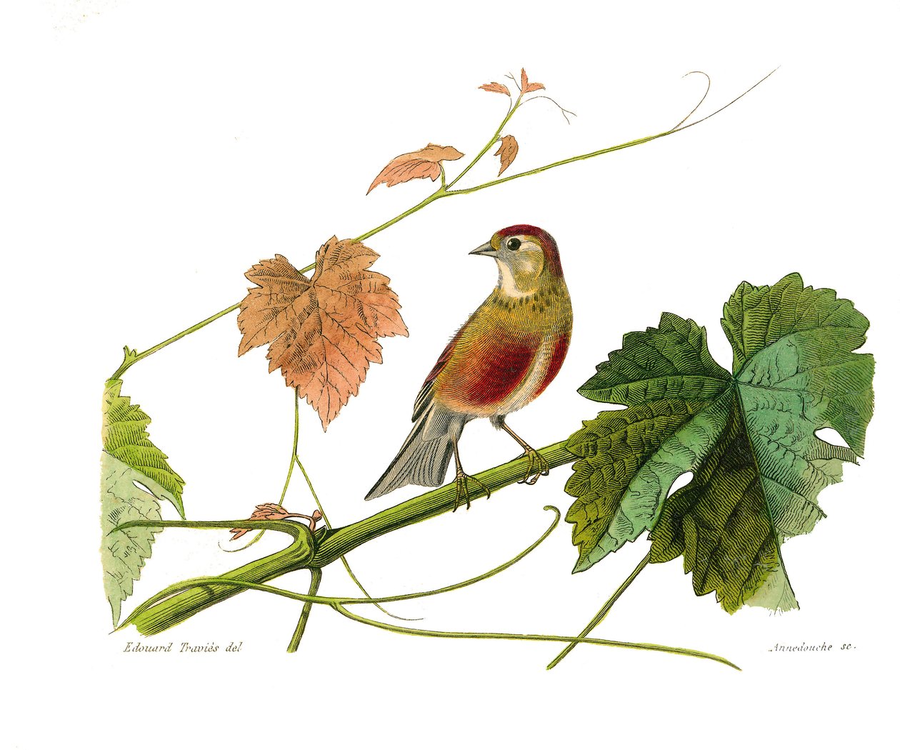 Naturhistorisk tavle: Zoologisk tavle, der repræsenterer konirostro spurvefugle (kegleformet næb). Linotten. Tavle tegnet fra de ni bind om fugle i "" Works complete of Buffon""" skrevet af naturforsker Georges Louis Leclerc, greve af Buffon (1707-1788) af Edouard Travies
