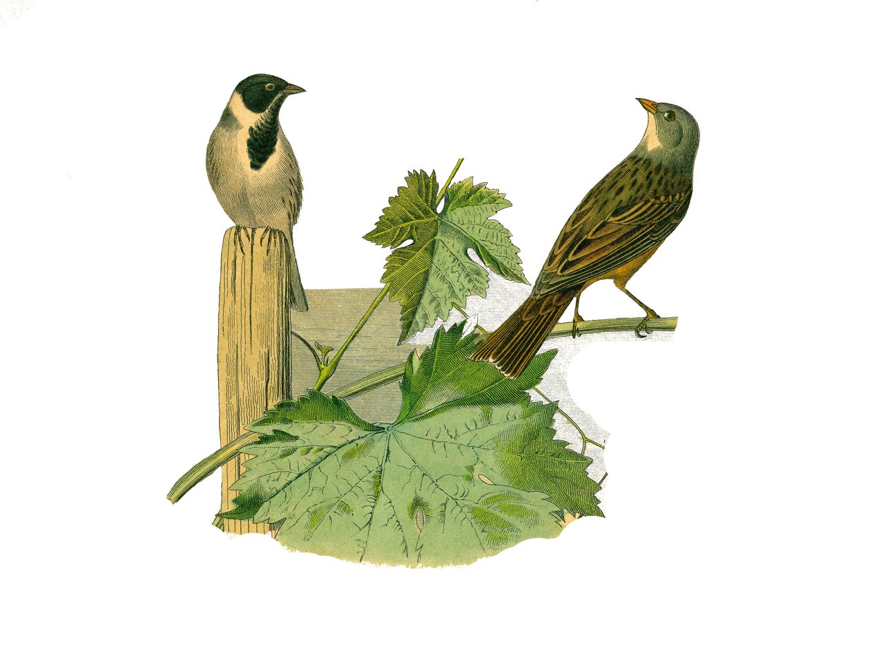Naturhistorisk tavle: Zoologisk tavle, der repræsenterer konirostro spurvefugle (kegleformet næb). Reed ortolan og ortolan. Tallerken tegnet fra de ni bind om fugle i "" Works complete of Buffon""" skrevet af naturforsker Georges Louis Leclerc, greve af Bu af Edouard Travies