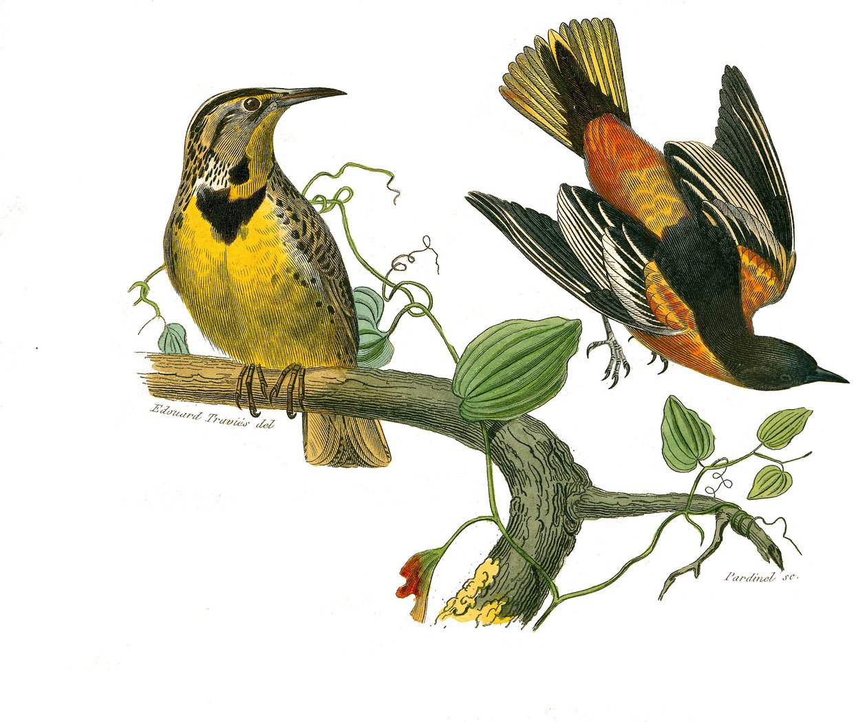 Naturhistorisk tavle: Zoologisk tavle, der repræsenterer konirostro spurvefugle (kegleformet næb). Stæren fra Louisiana og Baltimore. Tallerken tegnet fra de ni bind om fugle i "" Works complete of Buffon""" skrevet af naturforsker Georges Louis Lecle af Edouard Travies