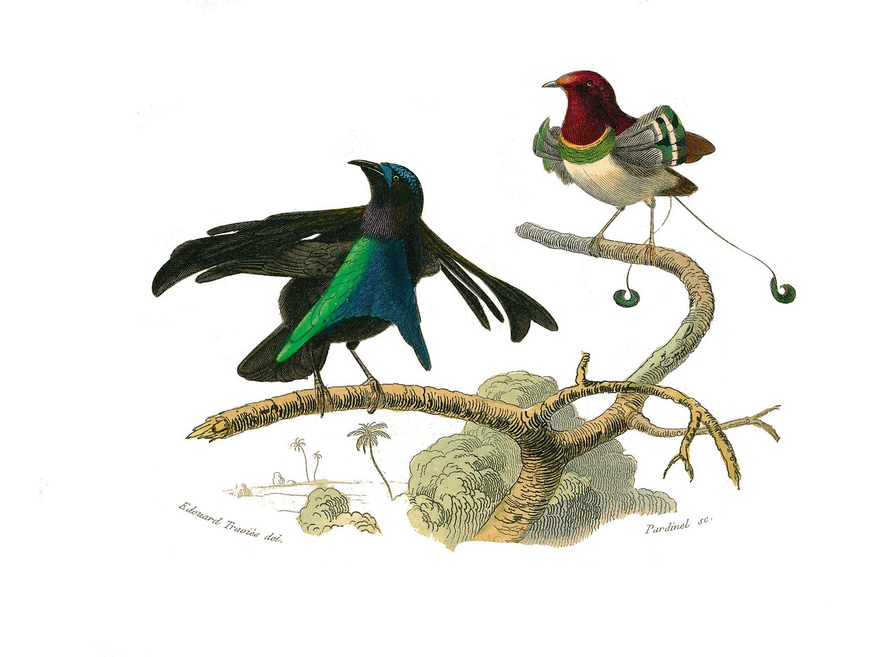 Naturhistorisk tavle: Zoologisk tavle, der repræsenterer konirostro spurvefugle (kegleformet næb). Den sorte manukode og manukoden. Tallerken tegnet fra de ni bind om fugle i "" Works complete of Buffon""" skrevet af naturforsker Georges Louis Leclerc, Cou af Edouard Travies