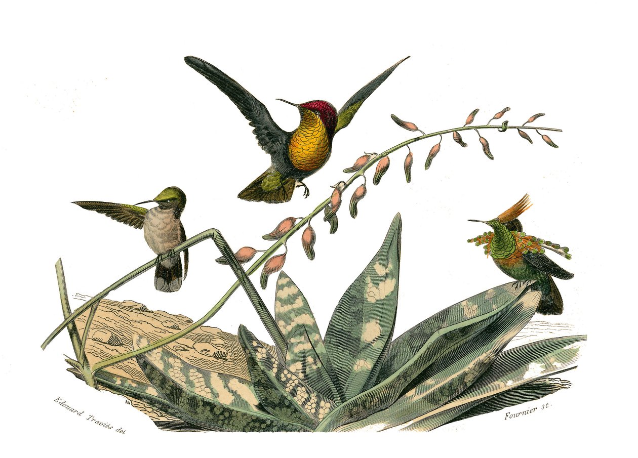 Naturhistorisk tavle: Zoologisk tavle, der repræsenterer konirostro spurvefugle (kegleformet næb). Fluefuglen, den lille fluefugl og bøjlefluefuglen. Tallerken tegnet fra de ni bind om fugle i "" Works complete of Buffon""" skrevet af naturforsker George af Edouard Travies