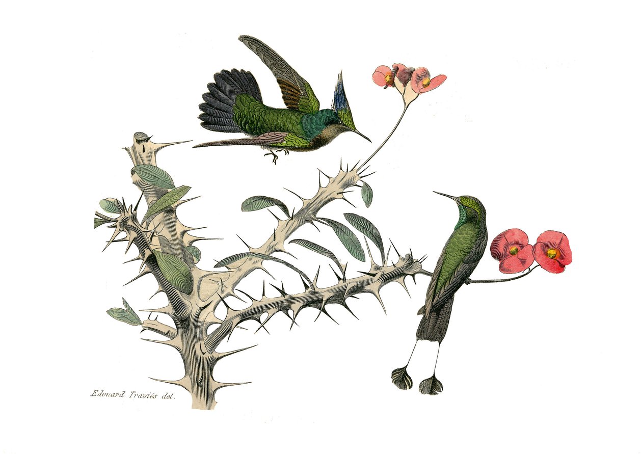 Naturhistorisk tavle: Zoologisk tavle, der repræsenterer konirostro spurvefugle (kegleformet næb). Hoopolyfluefuglen og sneskofluefuglen. Tallerken tegnet fra de ni bind om fugle i "" Works complete of Buffon""" skrevet af naturforsker Georges Louis Le af Edouard Travies