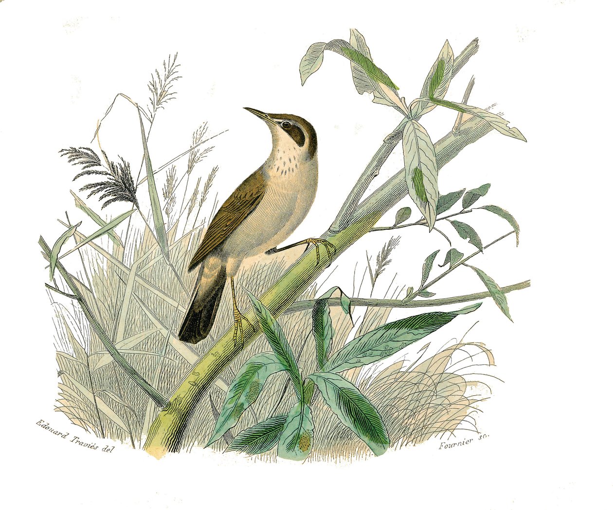 Naturhistorisk tavle: Zoologisk tavle, der repræsenterer konirostro spurvefugle (kegleformet næb). Den rødhårede. Tavle tegnet fra de ni bind om fugle i "" Works complete of Buffon""" skrevet af naturforsker Georges Louis Leclerc, greve af Buffon (1707-178 af Edouard Travies