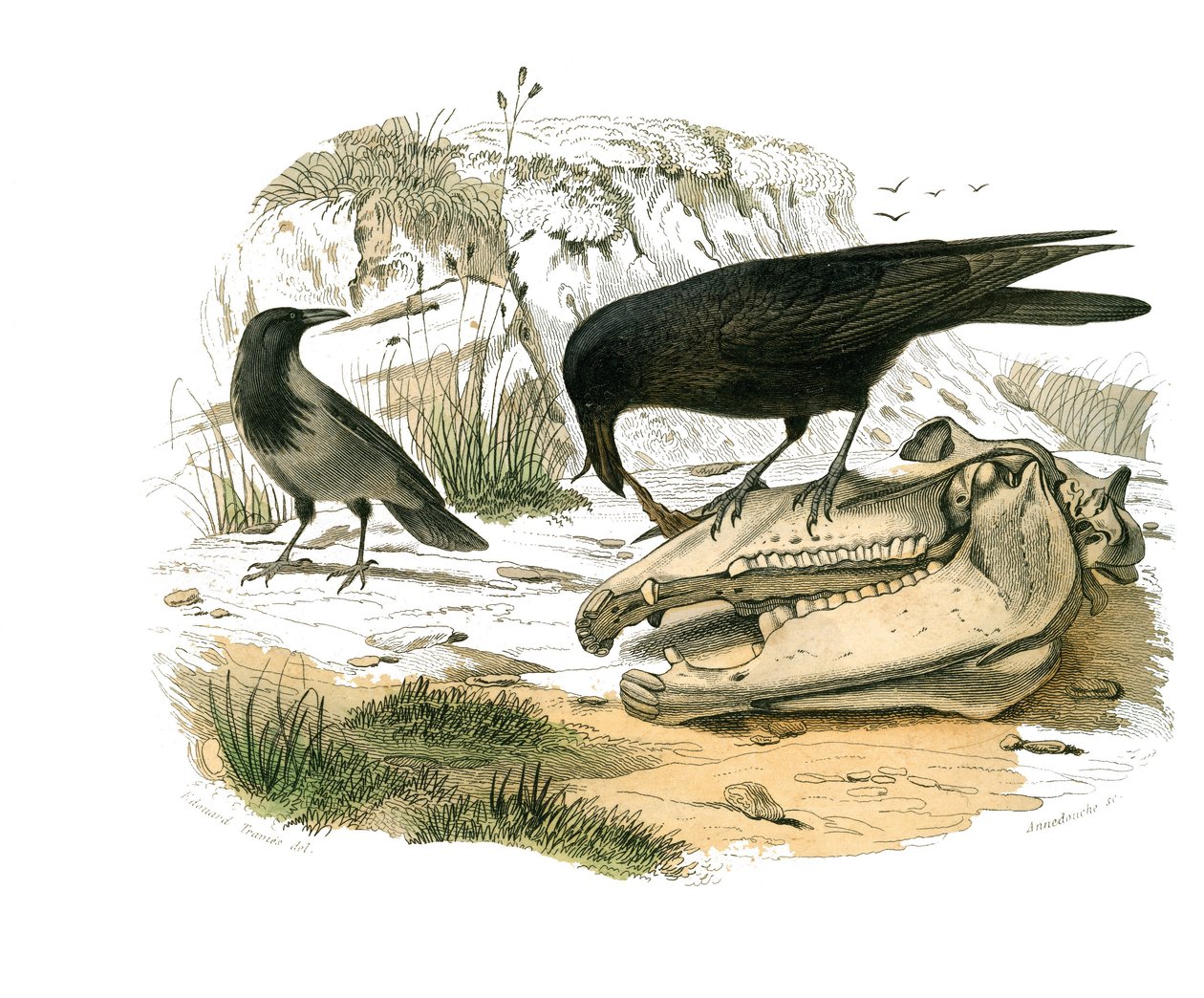 Naturhistorisk tavle: Zoologisk tavle, der repræsenterer konirostro spurvefugle (kegleformet næb). Ravnen. Tavle tegnet fra de ni bind om fugle i "" Works complete of Buffon""" skrevet af naturforsker Georges Louis Leclerc, greve af Buffon (1707-1788) af Edouard Travies