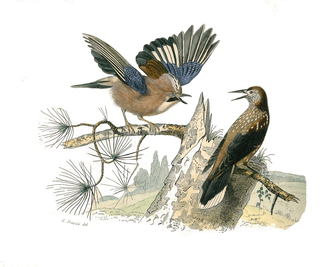 Naturhistorisk tavle: Zoologisk tavle, der repræsenterer konirostro spurvefugle (kegleformet næb). Jay og nøddeknækker. Tallerken tegnet fra de ni bind om fugle i "" Works complete of Buffon""" skrevet af naturforskeren Georges Louis Leclerc, greve af Buff af Edouard Travies