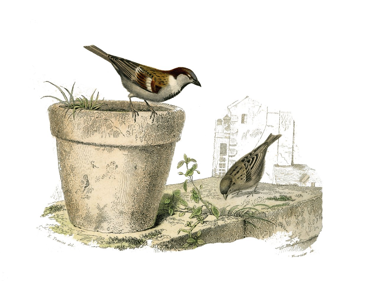 Naturhistorisk tavle: Zoologisk tavle, der repræsenterer konirostro spurvefugle (kegleformet næb). Spurvene (spurven). Tallerken tegnet fra de ni bind om fugle i "" Works complete of Buffon""" skrevet af naturforsker Georges Louis Leclerc, greve af Buffon  af Edouard Travies