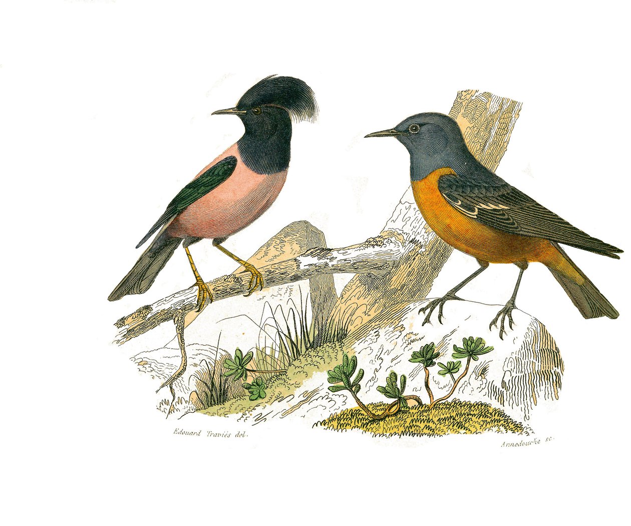 Naturhistorisk tavle: Zoologisk tavle, der repræsenterer konirostro spurvefugle af Edouard Travies