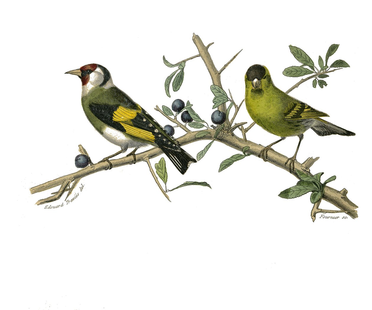 Naturhistorisk tavle: Zoologisk tavle, der repræsenterer konirostro spurvefugle af Edouard Travies
