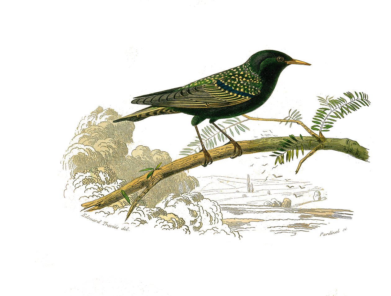 Naturhistorisk bestyrelse: Zoologisk bestyrelse, der repræsenterer gallinacer. Duen. Plade tegnet fra de ni bind om fugle i "" Works complete of Buffon""" skrevet af naturforskeren Georges Louis Leclerc, greve af Buffon (1707-1788) mellem 1749 og 1785. Ill af Edouard Travies