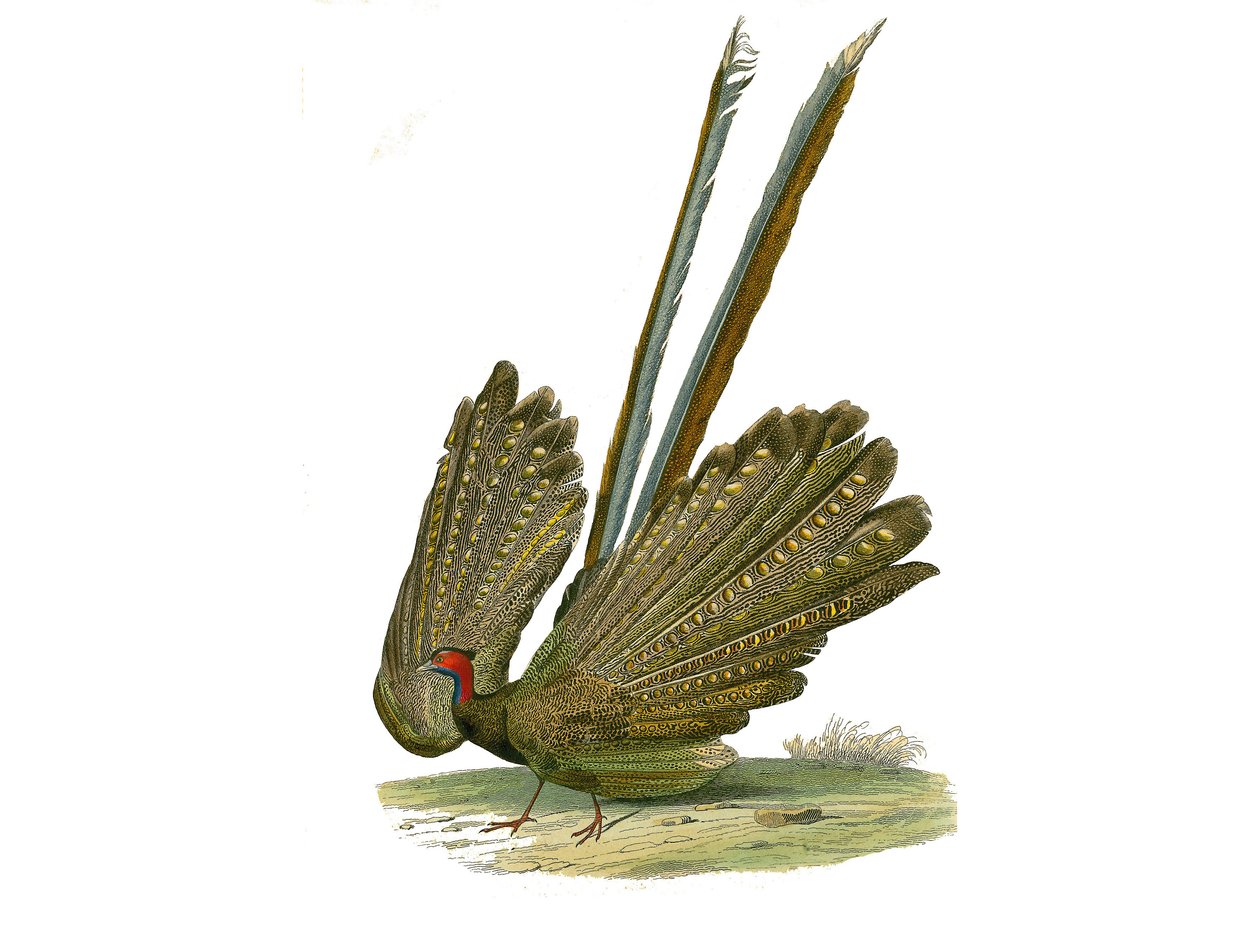 Naturhistorisk bestyrelse: Zoologisk bestyrelse, der repræsenterer gallinacer: argus. Tallerken tegnet fra de ni bind om fugle i "" Works complete of Buffon""" skrevet af naturforskeren Georges Louis Leclerc, greve af Buffon (1707-1788) mellem 1749 og 1785 af Edouard Travies