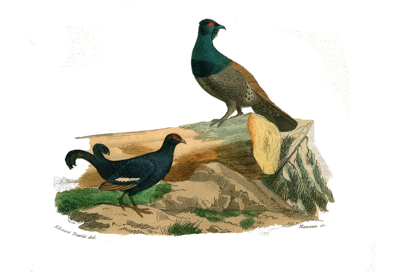 Naturhistorisk tavle: Zoologisk tavle, der repræsenterer gallinacer: gaffelhalede tetraer og tetraer. Tavle tegnet fra de ni bind om fugle i "" Works complete of Buffon""" skrevet af naturforsker Georges Louis Leclerc, greve af Buffon (1707-1788) mellem af Edouard Travies