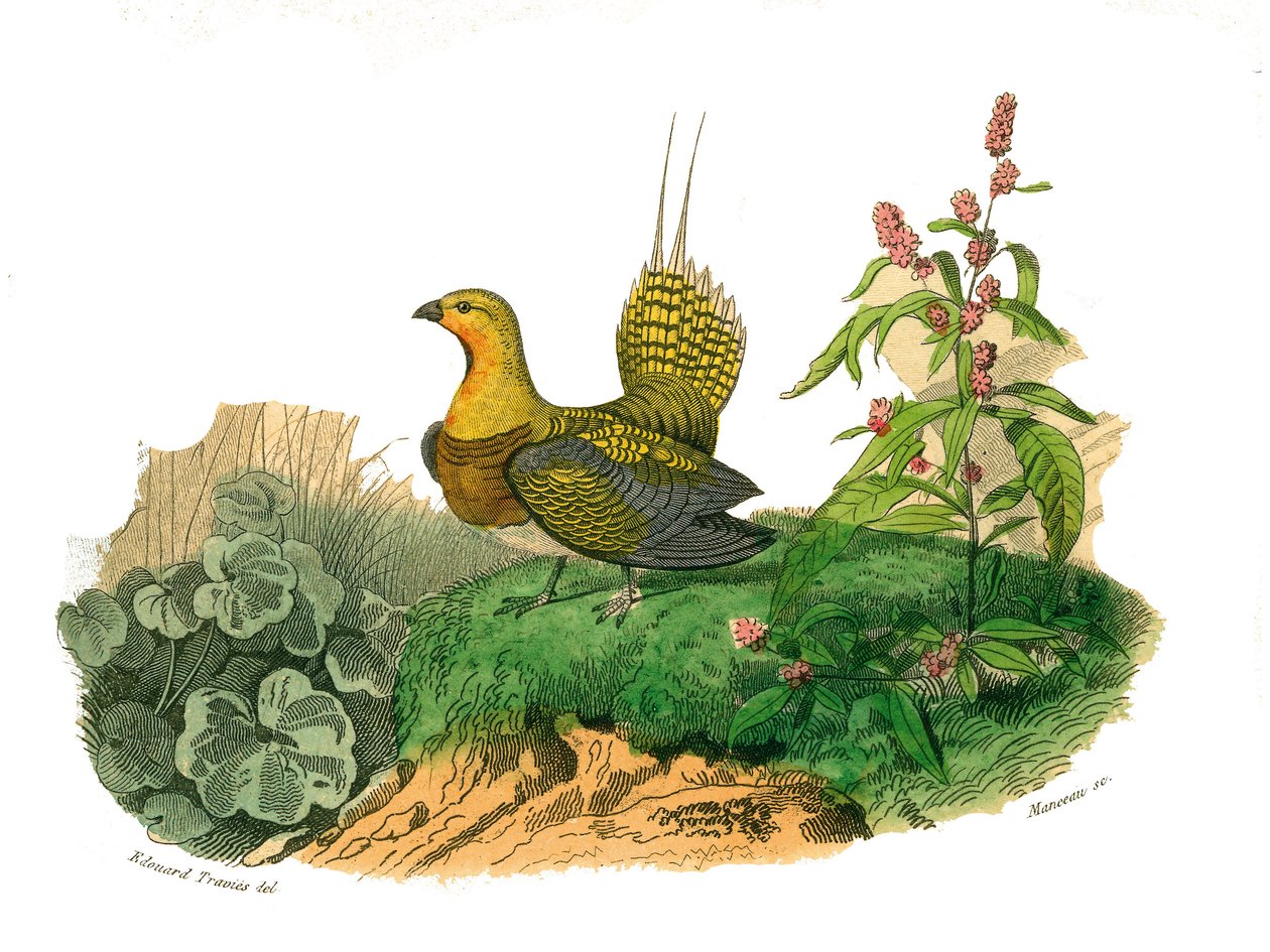 Naturhistorisk bestyrelse: Zoologisk bestyrelse, der repræsenterer gallinacer: ganga. Tallerken tegnet fra de ni bind om fugle i "" Works complete of Buffon""" skrevet af naturforsker Georges Louis Leclerc, greve af Buffon af Edouard Travies