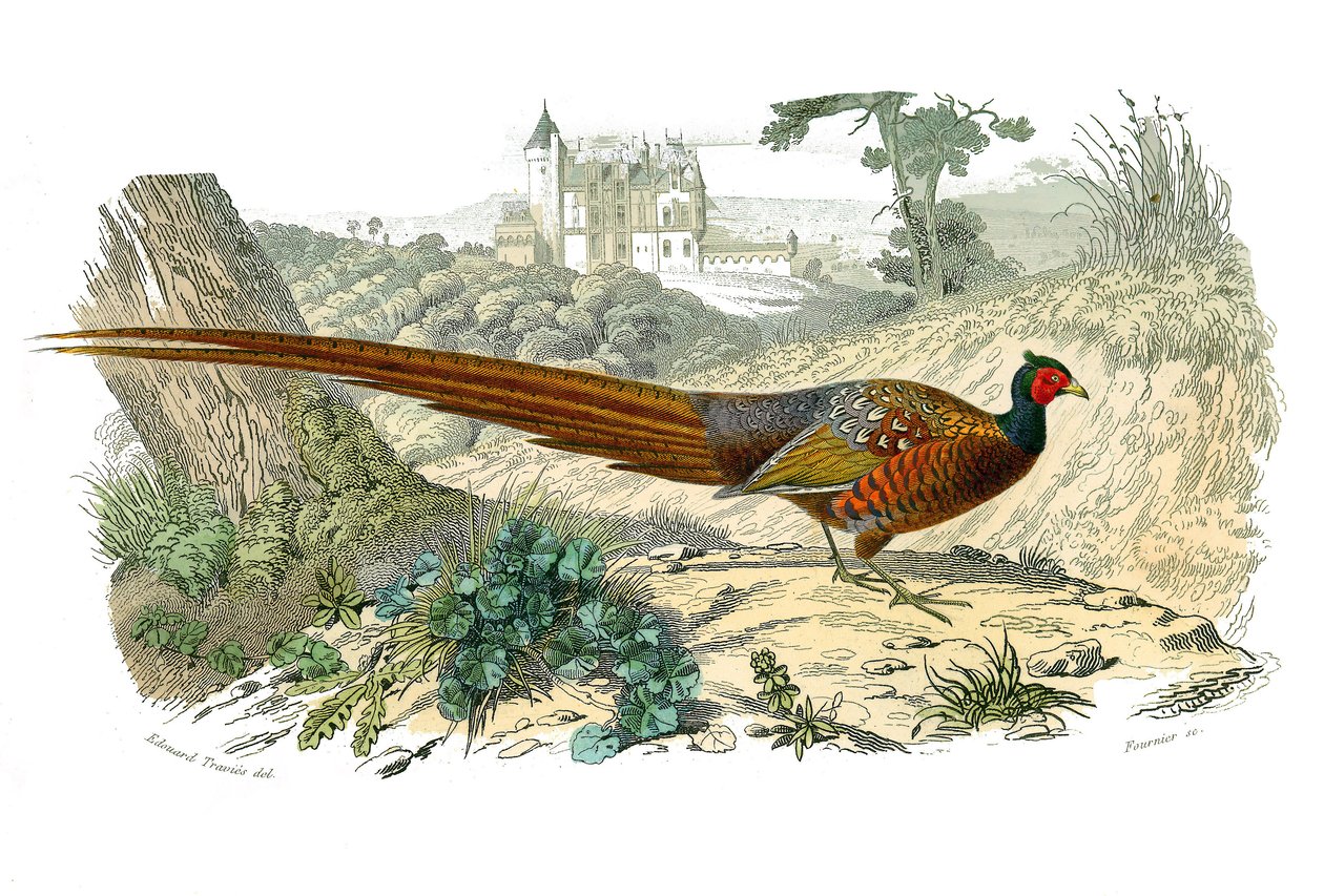 Naturhistorisk bestyrelse: Zoologisk bestyrelse, der repræsenterer gallinacer: fasan. Plade tegnet fra de ni bind om fugle i "" Works complete of Buffon""" skrevet af naturforskeren Georges Louis Leclerc, greve af Buffon (1707-1788) mellem 1749 og 1785. Il af Edouard Travies