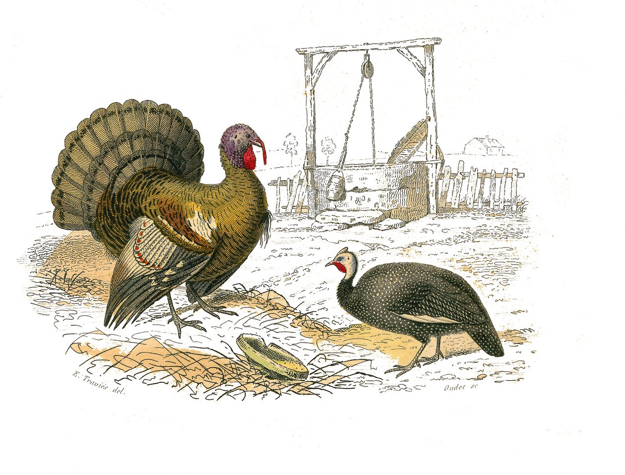 Naturhistorisk tavle: Zoologisk tavle, der repræsenterer gallinacer: hanekalkun af Edouard Travies