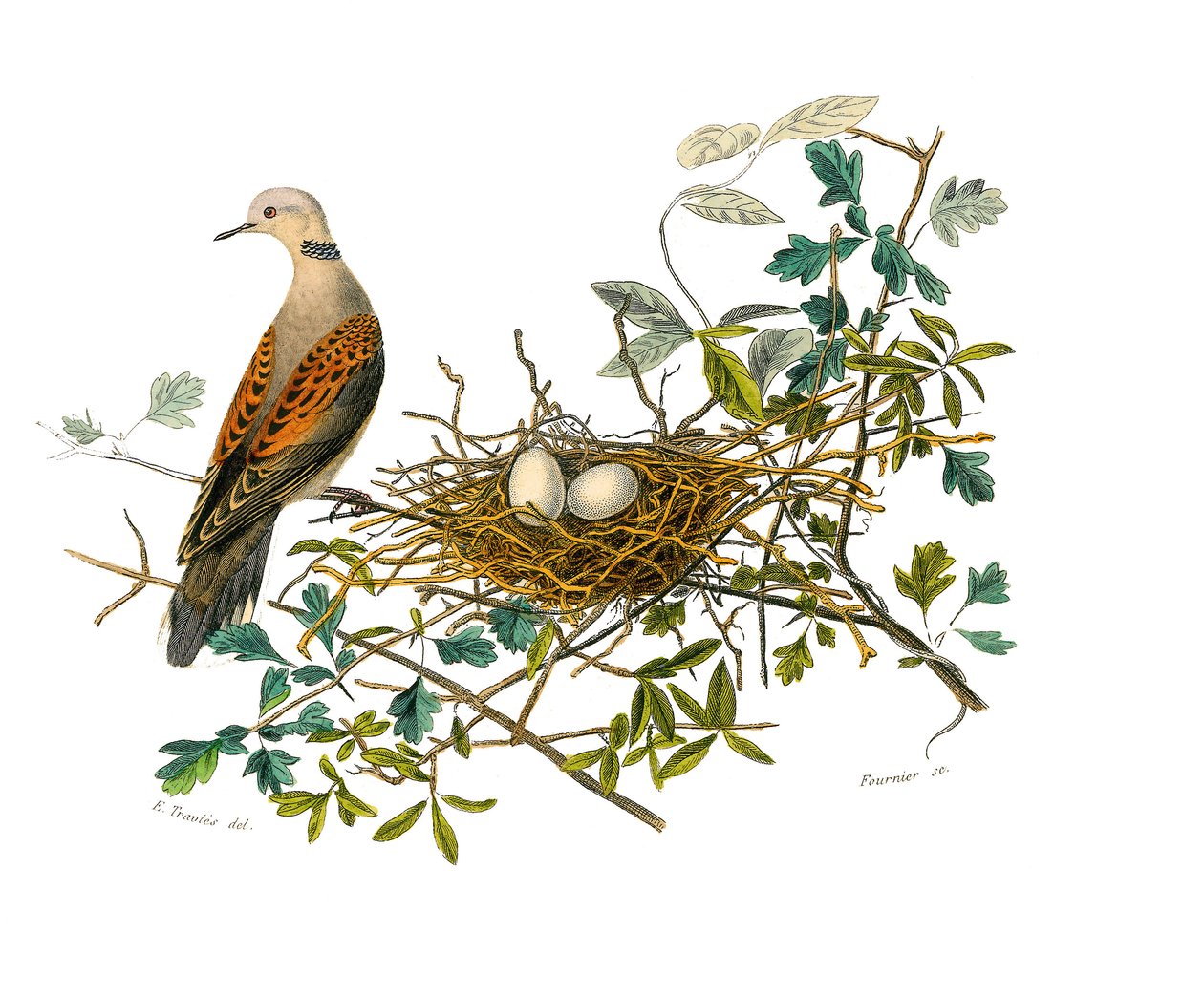 Naturhistorisk tavle: Zoologisk tavle, der repræsenterer gallinacer: duen nær sin rede. Tavle tegnet fra de ni bind om fugle i "" Works complete of Buffon""" skrevet af naturforskeren Georges Louis Leclerc, greve af Buffon (1707-1788) mellem 1749 og af Edouard Travies