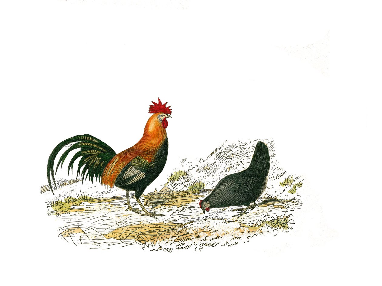 Natural history board: Zoological board representing gallinaces: the rooster and the hen. Plate drawn from the nine volumes on birds in “Works complete of Buffon” ”” written by naturalist Georges Louis Leclerc, Count of Buffondani af Edouard Travies