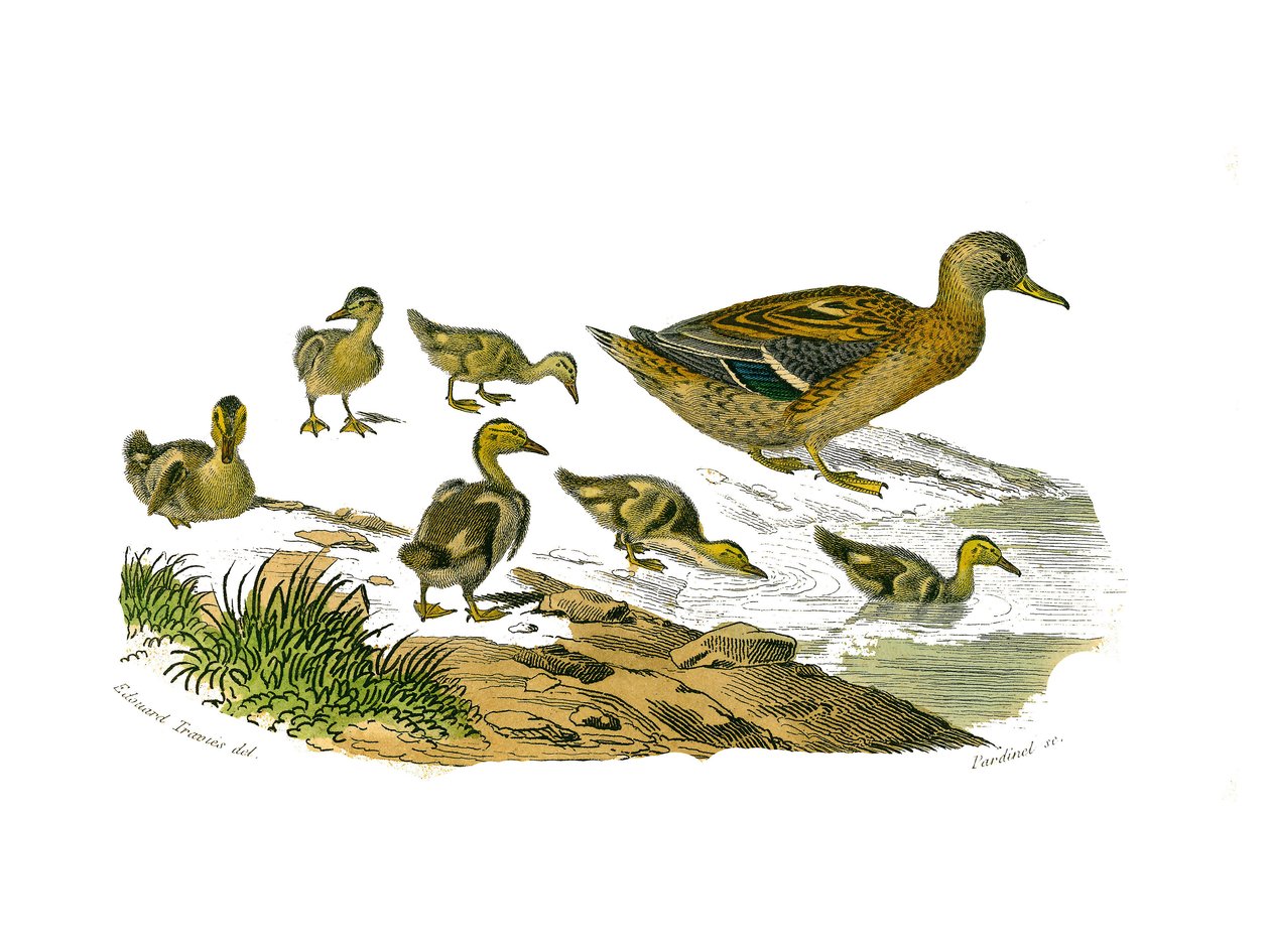 Naturhistorisk tavle: Zoologisk tavle, der repræsenterer lamellirostrous palmipedes (med lameller eller tænder). Hunanden og dens unger. Plade tegnet fra de ni bind om fugle i "" Works complete of Buffon""" skrevet af naturforsker Georges Louis Leclerc, af Edouard Travies