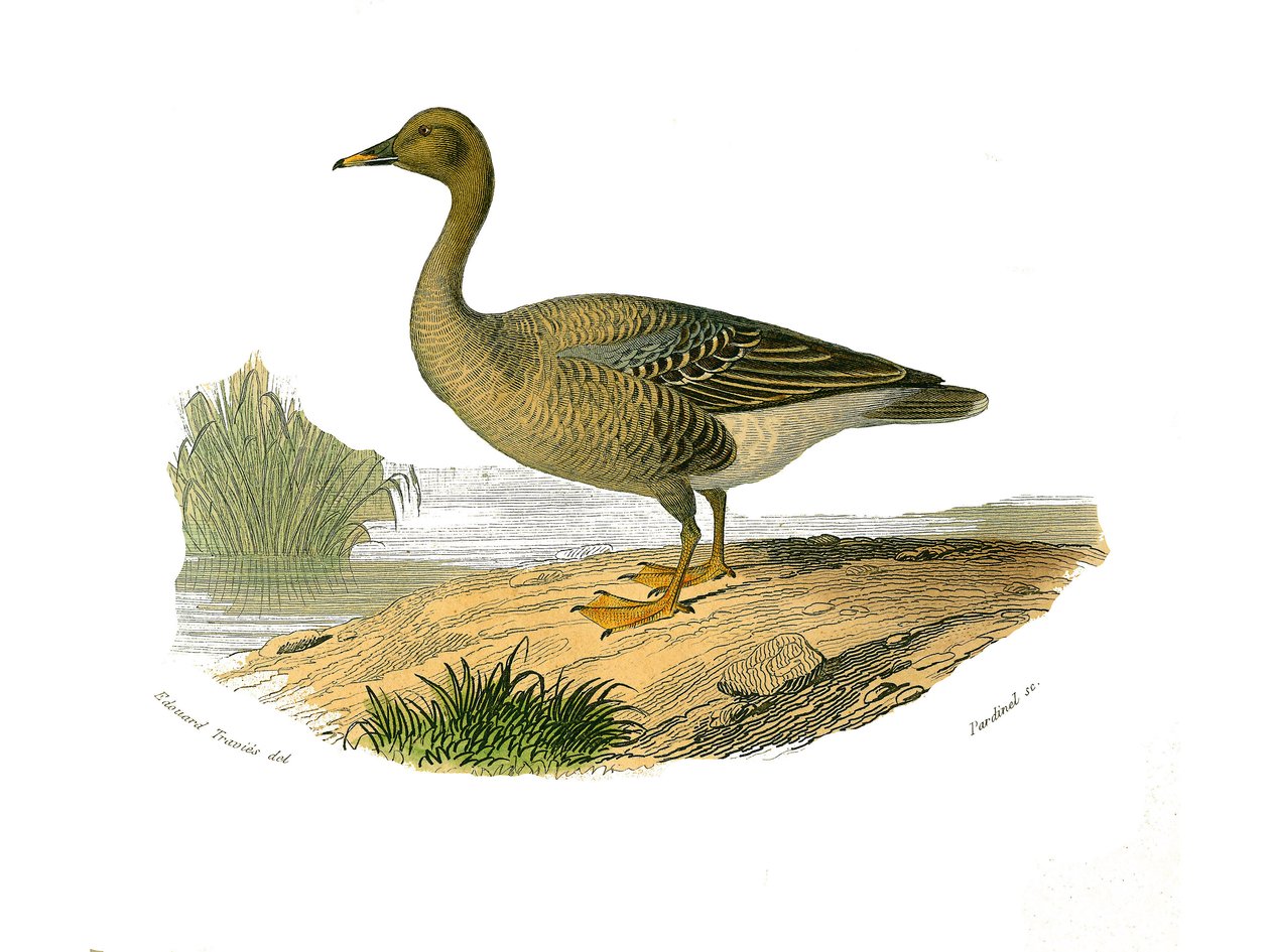 Naturhistorisk tavle: Zoologisk tavle, der repræsenterer lamellirostrous palmipedes (med lameller eller tænder). Vildgås. Tallerken tegnet fra de ni bind om fugle i "" Works complete of Buffon""" skrevet af naturforskeren Georges Louis Leclerc, greve af Bu af Edouard Travies
