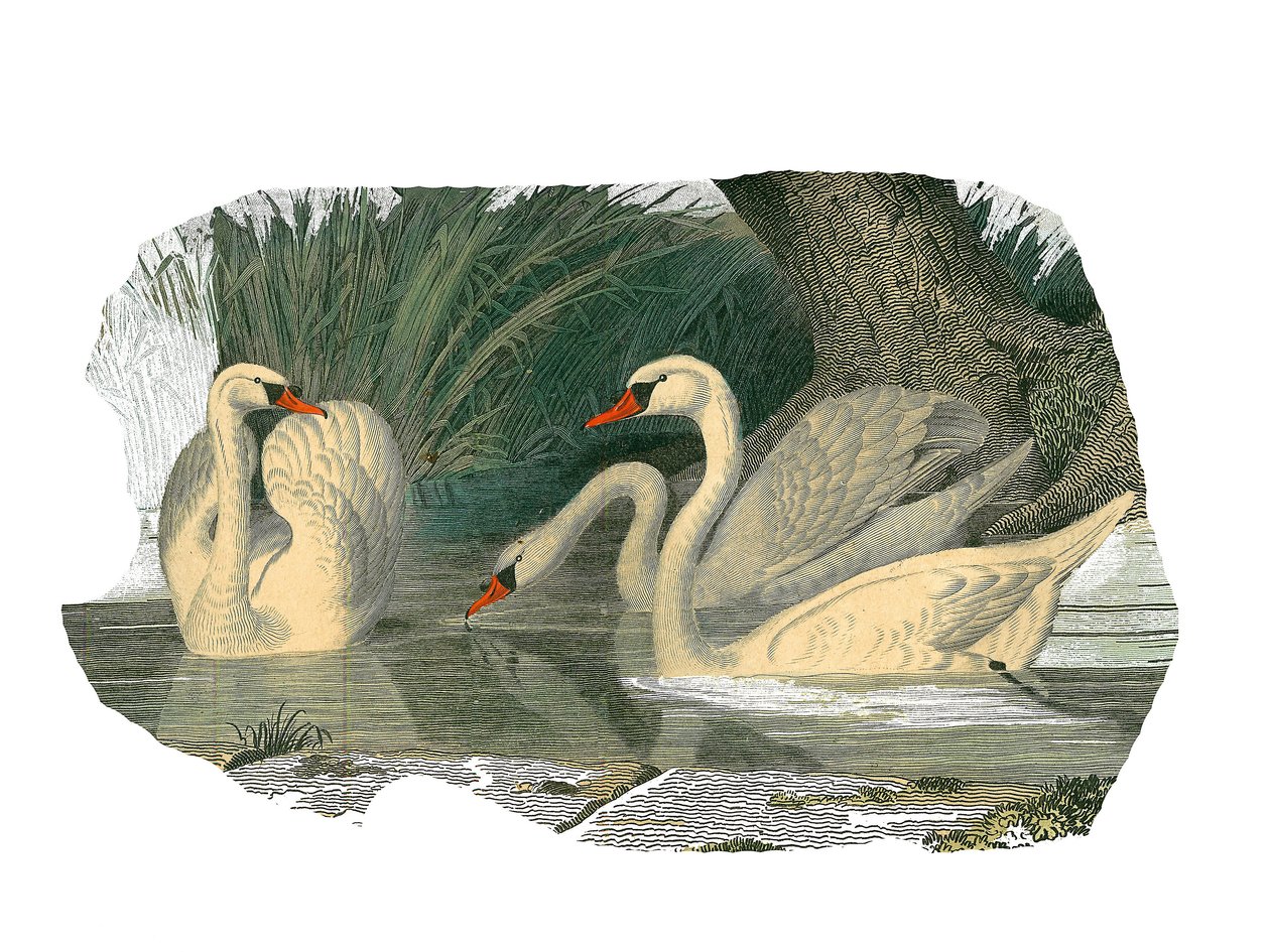 Naturhistorisk tavle: Zoologisk tavle, der repræsenterer lamellirostrous palmipedes af Edouard Travies